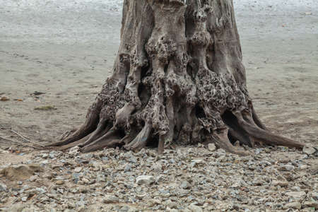Old stumps on the bank of a dried riverの写真素材