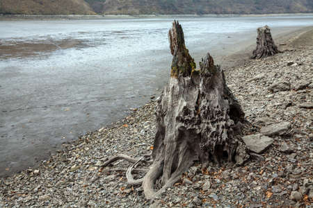 Old stumps on the bank of a dried riverの写真素材