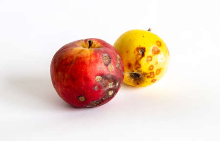 Bad apples close up on a light backgroundの写真素材
