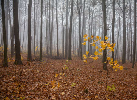 Fog in the autumn forestの写真素材