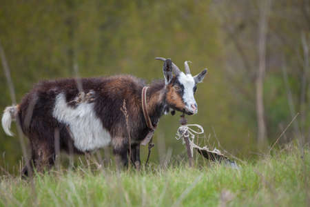 Domestic goat grazing on a leashの写真素材