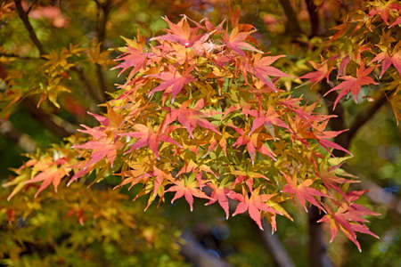 Variety of autumn colors of maple leaves.
