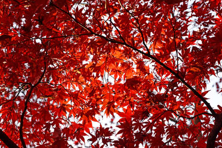 Autumn view of a maple tree with red leaves.