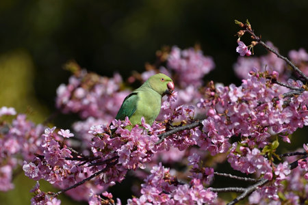 An Indian ringed parrot sits on a branch and eats sakura flowers.