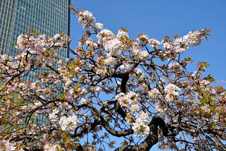 Brightly lit branches with sakura flowers.の写真素材