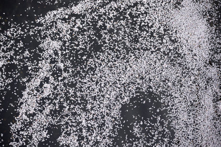 Dark water surface covered with white sakura petals.の写真素材