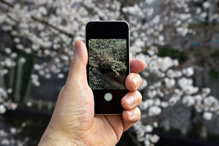 A phone with an image on the screen in the hand of a person who photographs cherry blossoms.の写真素材