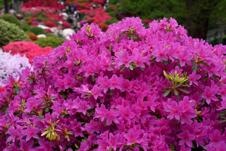 Azalea bush with dark pink flowers.の写真素材