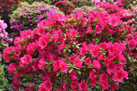 Close-up of a bush with scarlet azalea flowers.の写真素材