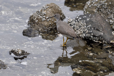 Grey-tailed tattler walks along the rocky seashore in search of food.の写真素材