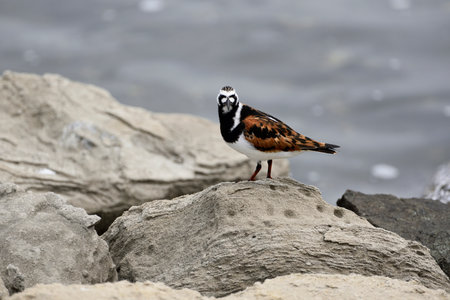 Ruddy turnstone stands on a rock by the sea.の写真素材