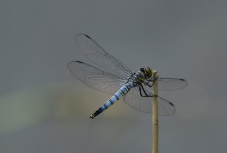 The dragonfly Deielia phaon sits on a reed above a pond.