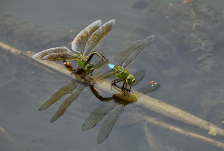 Two Anax parthenope dragonflies sit on reeds in a pond during mating.