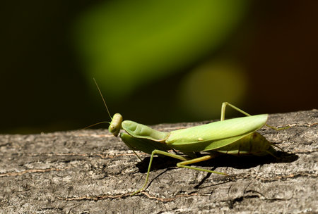 The common mantis is a predatory insect that camouflages itself against the surrounding plants.の写真素材