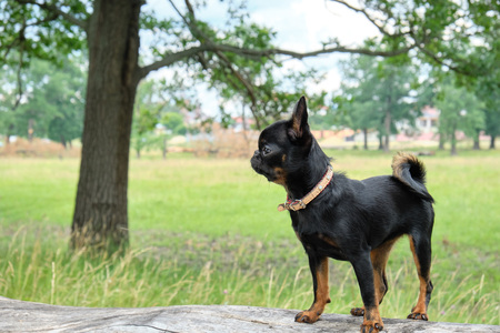 Petit Brabancon on green grass nature walk. Little black dogの写真素材