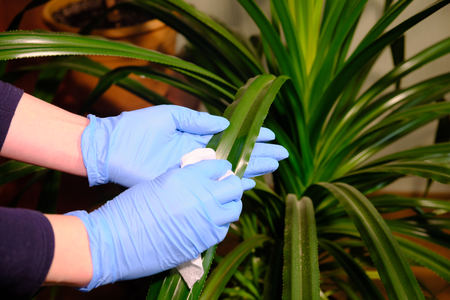 Girl in rubber blue gloves washes plants with a white cloth. House cleaningの写真素材