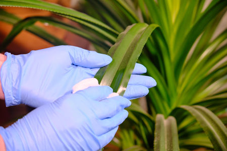 Girl in rubber blue gloves washes plants with a white cloth. House cleaningの写真素材