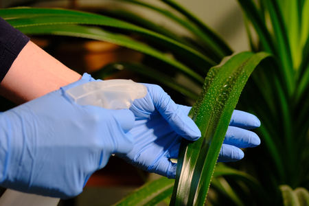 Girl in rubber blue gloves sprays plants . House cleaning. Close upの写真素材