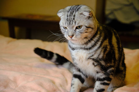 Scottish fold cat looks away at home. striped cat. Close upの写真素材