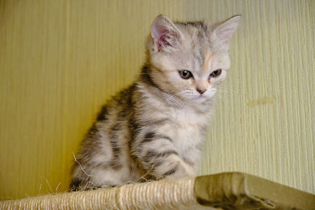 Scottish  straight kitten looks down at home. Striped kitten. Close upの写真素材