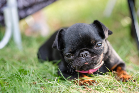 Black Petit Brabancon is sitting on the green grass. Little black dogの写真素材
