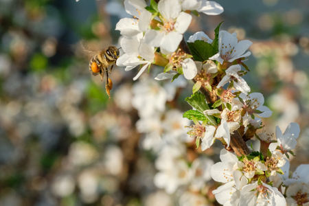 Bee collects nectar on a flowering tree. Close upの写真素材