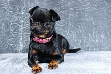 Portrait of petit brabancon dog on grey background, profile viewの写真素材