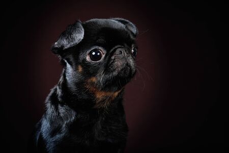 Portrait of petit brabancon dog on a dark background, profile viewの写真素材