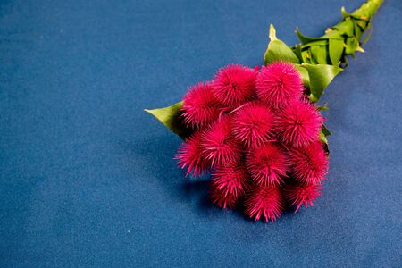 Red castor tree bouquet on a blue background. place to copy. space for textの写真素材