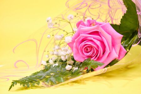 Pink rose with a leaf of green fern and a hypsophila Bush on a yellow background,の写真素材
