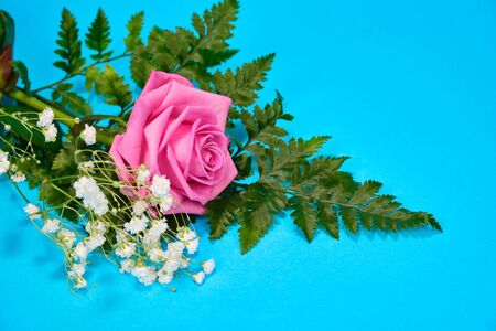 Pink rose with a leaf of green fern and a hypsophila Bush on a blue background, place for text.の写真素材