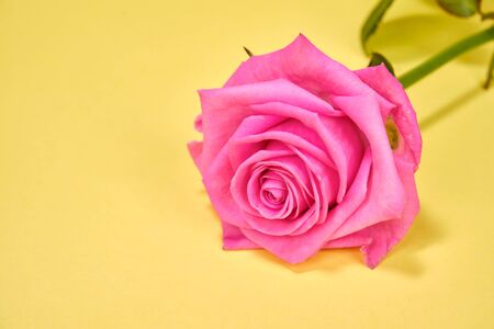 Pink rose close- up on a yellow background, selective focusの写真素材