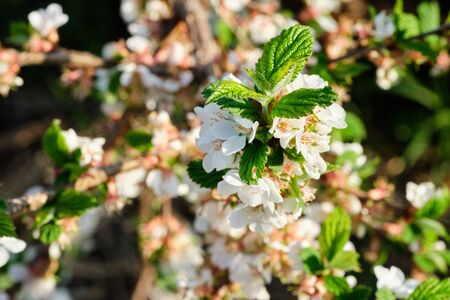 Flowering trees in the spring garden. Selective focusの写真素材