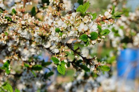 Flowering trees in the spring garden. Selective focusの写真素材
