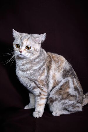 Scottish fold cat marble on silver, portraitの写真素材