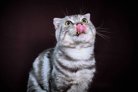 Scottish fold cat marble on silver, portraitの写真素材