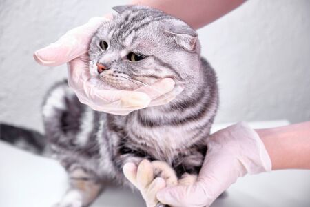 Scottish lop-ear. Marble on silver, pet, health care and people concept of a veterinarian in a veterinary clinicの写真素材