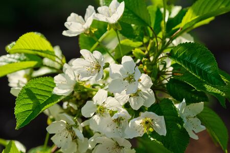 Flowering trees in the spring garden. Selective focusの写真素材