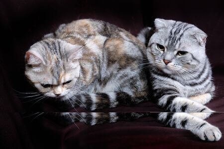 Two cats, Scottish fold marble on silver, Scottish straight, portraitの写真素材