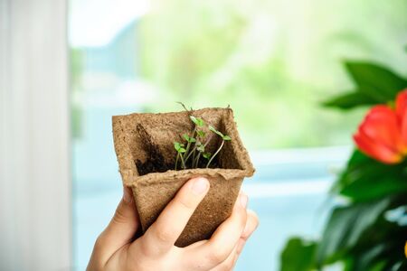 A child is holding a peat pot with a green plant., top view, Ecological concept