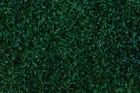 Green Clover Field Top View closeup
