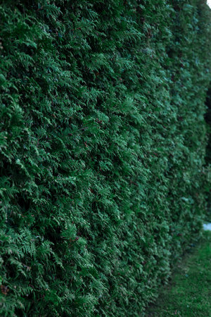 close up view of green thuja branches