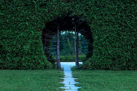 green fresh Clover Field and thuja wall close-up view