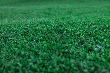 green fresh Clover Field close-up view