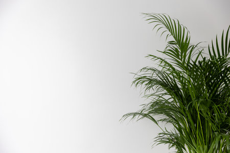 Green Chamaedorea Elegans Leaf on White Backgroundの写真素材