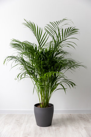 Chamaedorea Elegans Indoor Palm in Modern Gray Pot on White Backgroundの写真素材
