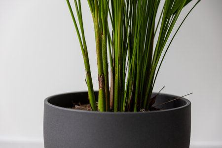 Close up Chamaedorea Elegans Indoor Palm in Modern Gray Pot on White Backgroundの写真素材