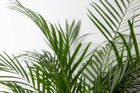 Green Chamaedorea Elegans Leaf on White Backgroundの写真素材