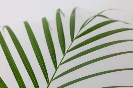 Close up Green Chamaedorea Elegans Leaf on White Backgroundの写真素材