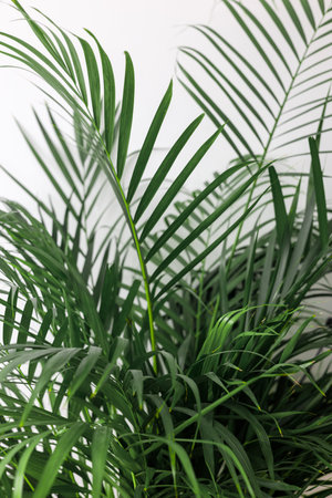 Green Chamaedorea Elegans Leaf on White Backgroundの写真素材